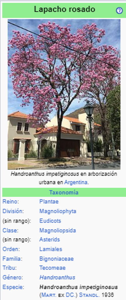 LAPACHO ROSADO - Handroanthus impetiginosus